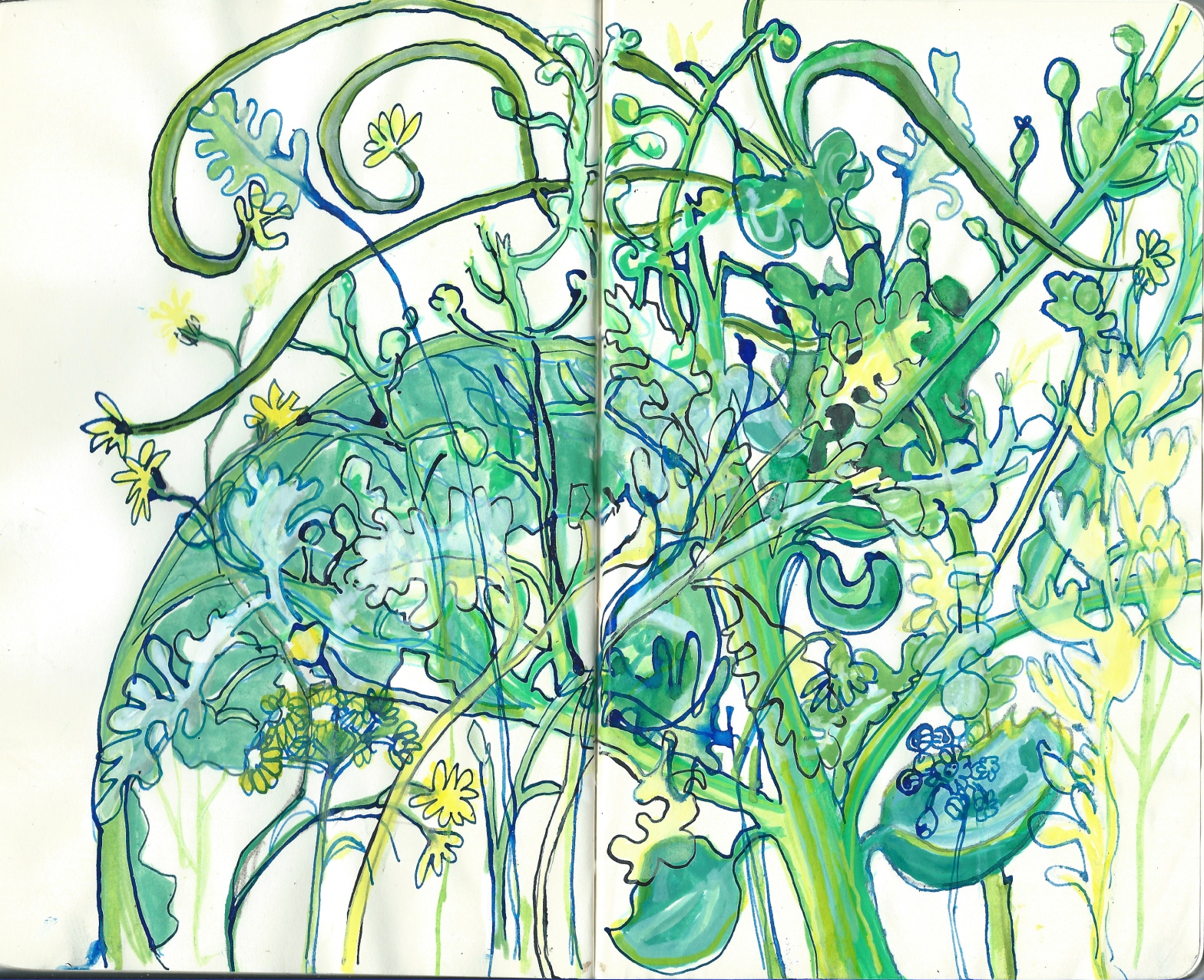 Sketch of seaplants by Myfanwy Tristram