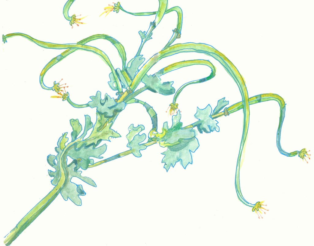 Seaplants by Myfanwy Tristram