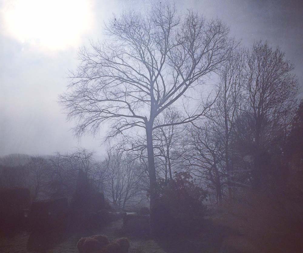 Misty trees by Myfanwy Tristram