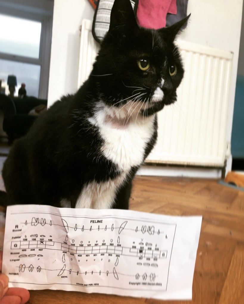 Iggy, an old and raggedy tuxedo cat, with a diagram of his extracted teeth being held in front of him