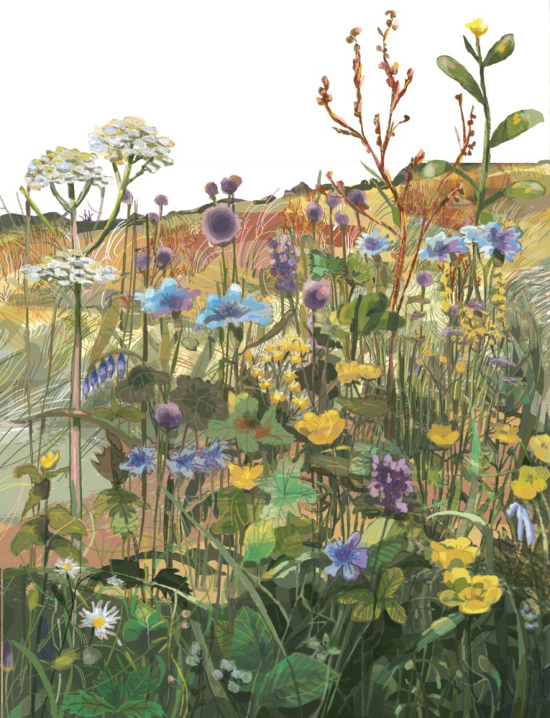 Wildflowers by Myfanwy Tristram