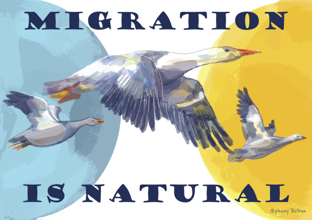 Migration is natural: birds flying